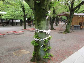 2007_04_18_Yasukuni_Shrine