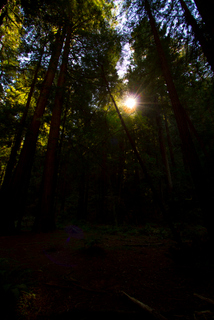 2012_10_02_Muir_Woods_aka_Endor-skogen
