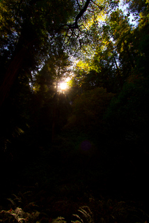 2012_10_02_Muir_Woods_aka_Endor-skogen