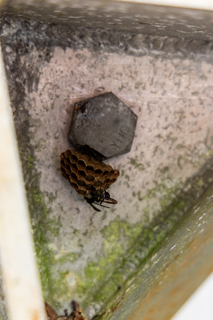 2025_02_11_Parque_Nacional_Rincon_de_la_Vieja,_Costa_Rica