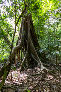 2025_02_11_Parque_Nacional_Rincon_de_la_Vieja,_Costa_Rica