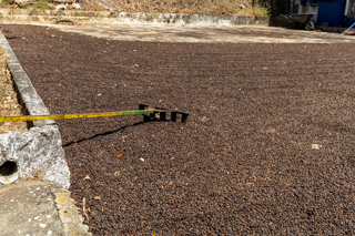 2025_02_13_Diria_Coffe_Plantation,_Costa_Rica