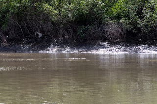 2025_02_15_Parque_Nacional_Palo_Verde